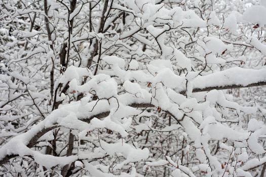 Background texture pattern of heavily snow-laden aspen trees (Populus tremuloides).