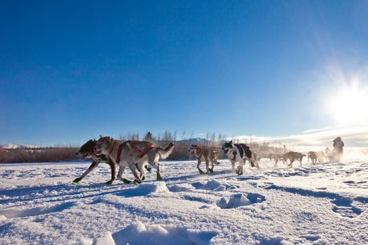 Enthusiastic team of dogs in a dog sledding race.