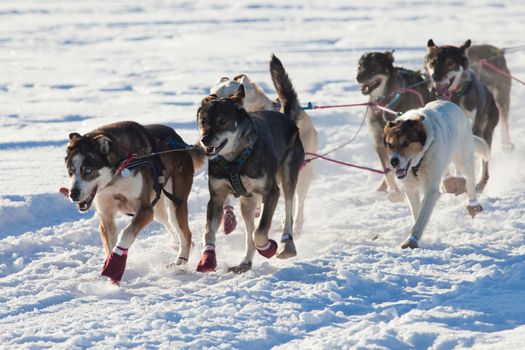 Team of enthusiastic sled dogs pulling hard to win the sledding race.