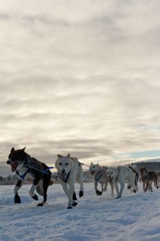 Team of enthusiastic sled dogs pulling hard to win the sledding race.