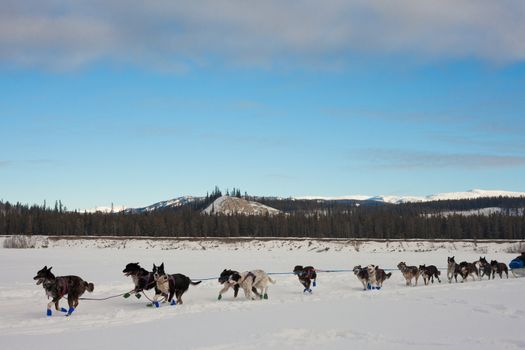 Team of enthusiastic sled dogs pulling hard to win the sledding race.