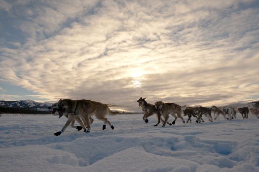 Team of enthusiastic sled dogs pulling hard to win the sledding race.