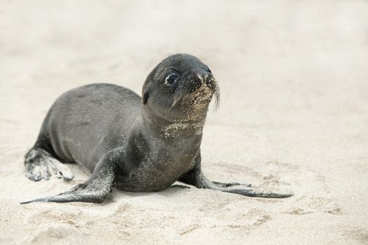 Newborn Sea Lion struggling to walk, Santa Fe, Galapagos