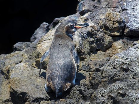 A Galapagos Penguin looking around at Bartolome Island