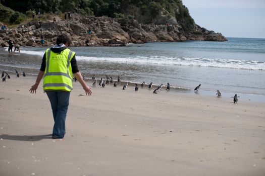 Tauranga, New Zealand - November 22, 2011: Members of WWF Response team, dignitories and public crouch by the boxes of penguins and start the release. The penguins were oiled following the wrecking of the ship Rena off the coast of Tauranga.