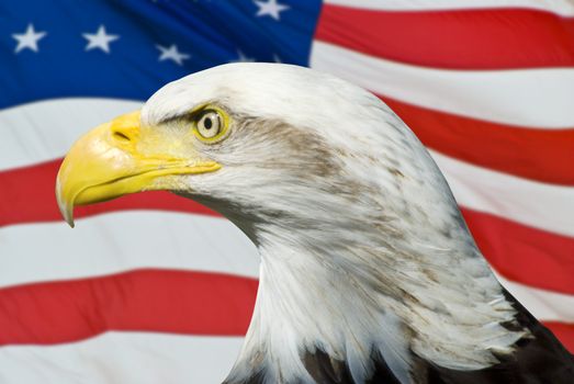 Eagle on an American Flag scene