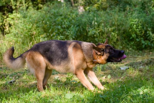 German shepherd with toy on green field
