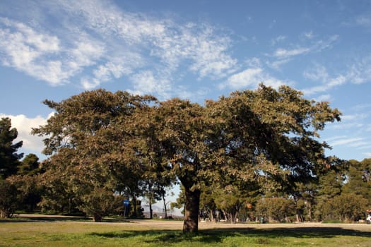 large oak tree and nature on sunny day