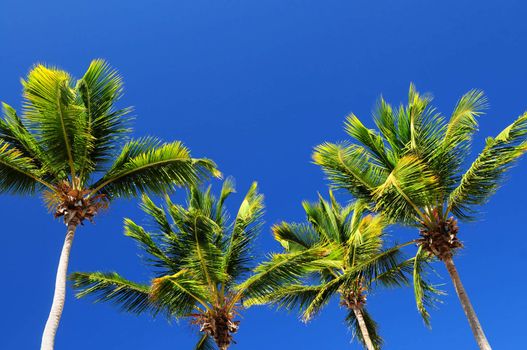 Background of bright blue sky with sunny palm tree tops