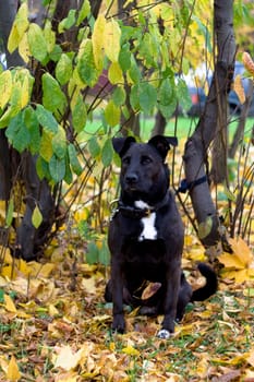 Sitting dog near autumnal tree
