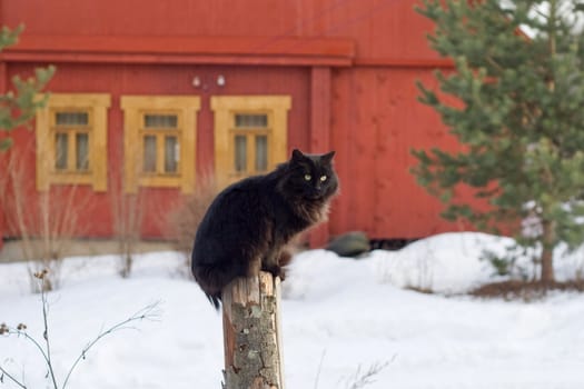 Black cat on a fence in winter in the country
