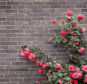 Climbing red roses on a brick wall of a house