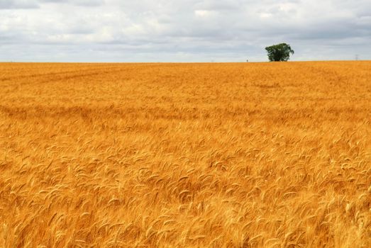 Agricultural landscape of golden wheat growing in a farm field