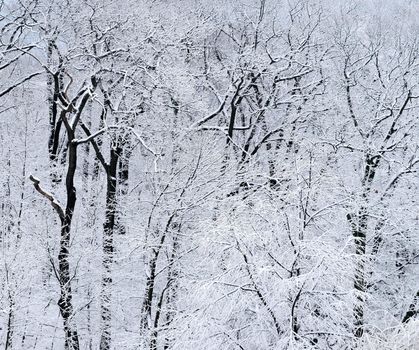 Winter forest covered with snow, natural background