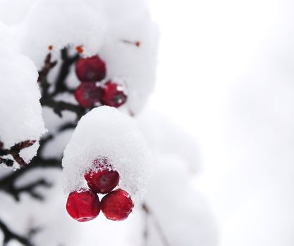 Red winter berries on a tree covered with fresh snow