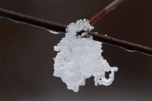 Melting snow hanging on a tree branch in winter