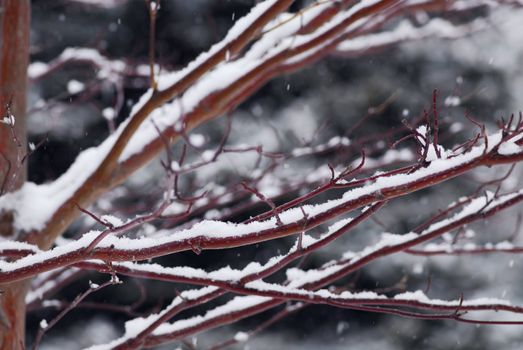 Snow covered tree branches in winter park