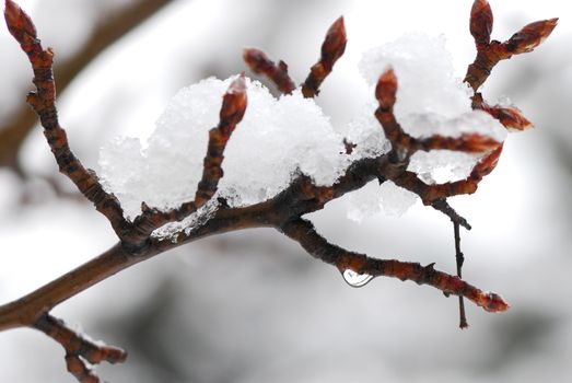 Snow covered tree branch in winter park, closeup