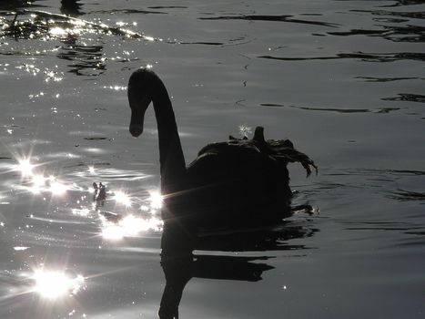 black swan