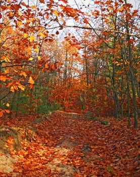 Beautiful Autumn forest