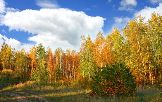 Beautiful Autumn Forest