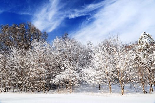 Winter landscape of a sunny forest after a heavy snowfall