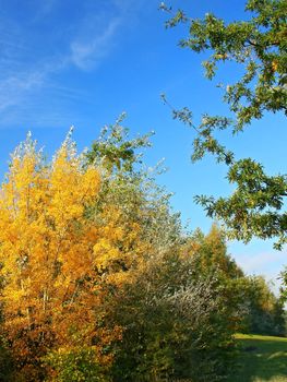 Beautiful colorful autumn landscape