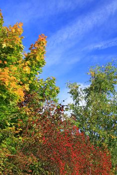 Fall in a Park and blue sky
