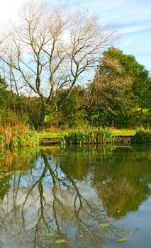 Autumn reflections