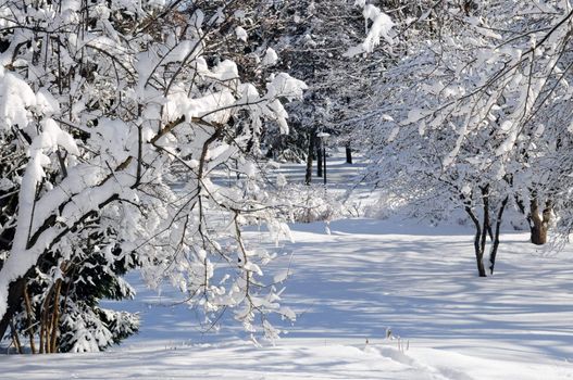 Winter landscape of a sunny park after a heavy snowfall