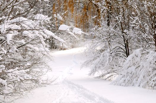 Path in winter forest after a snowfall