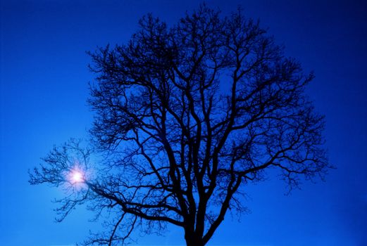 Silhouetted tree with sun shining through branches against deep blue sky