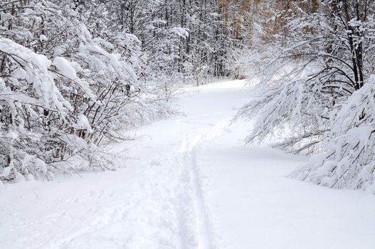 Path in winter forest after a snowfall