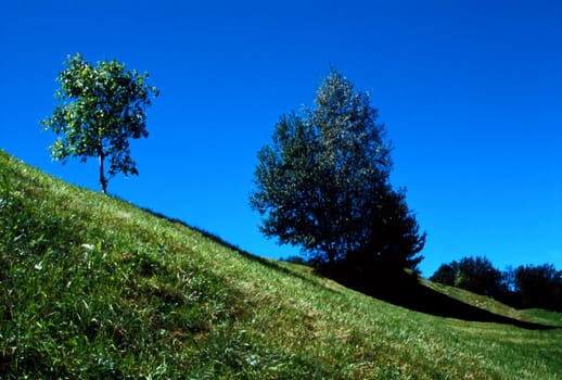 Trees on a green hill with blue sky