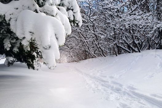 Path in winter forest after a snowfall