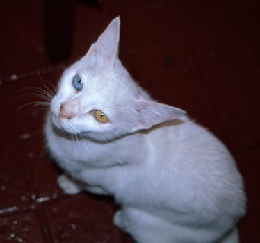 White cat looking up with one blue eye and one yellow eye