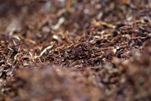 A close up photograph of rolling tobacco leaves