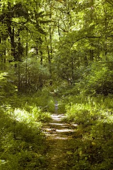 Forest path 