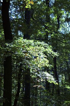 Sun shining on leaves in forest