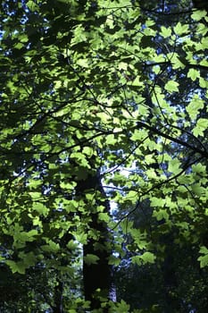Sun shining on leaves in forest
