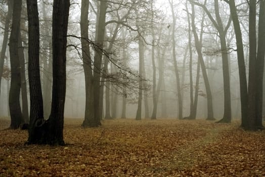 Fog in forest in fall