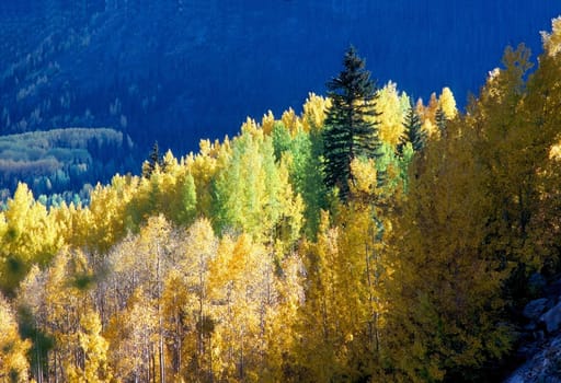 Colorfull forest in autumn