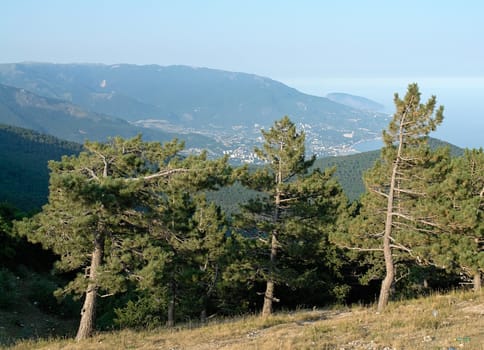 Trees at the mountain peak with sea and sky at background