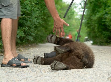 man plays with the little bear cub