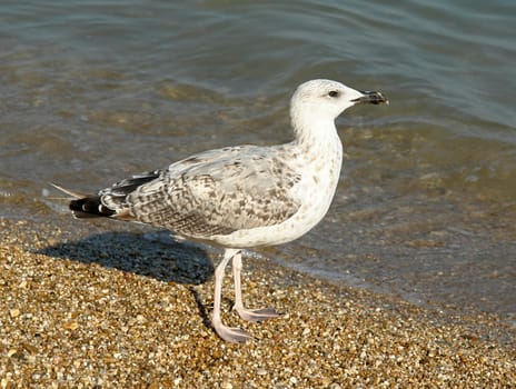 Lonely seagull on the line of the surf