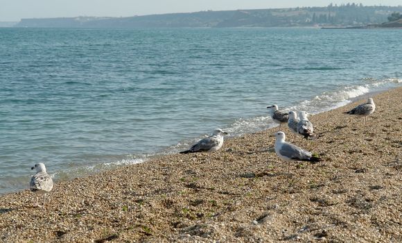 Birds go for a walk on the morning beach