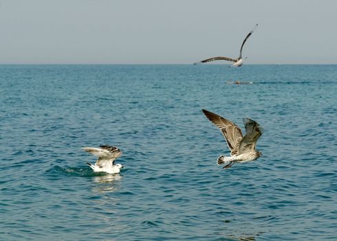 Birds fly with sea and sky at background