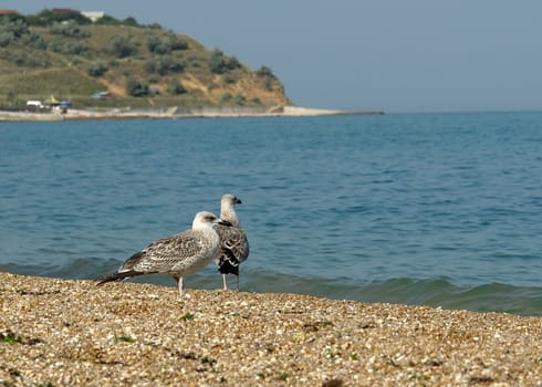 Two birds go for a walk on the morning beach