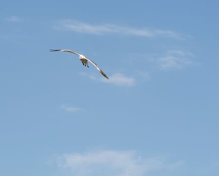 Lonely seagull flies in the sky