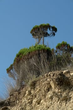 Tree at the mountain peak with blue sky at background